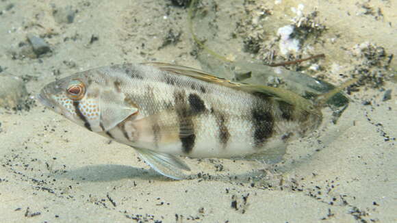 Image of Barred sand bass