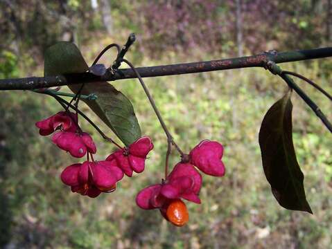 Image of Common spindle tree