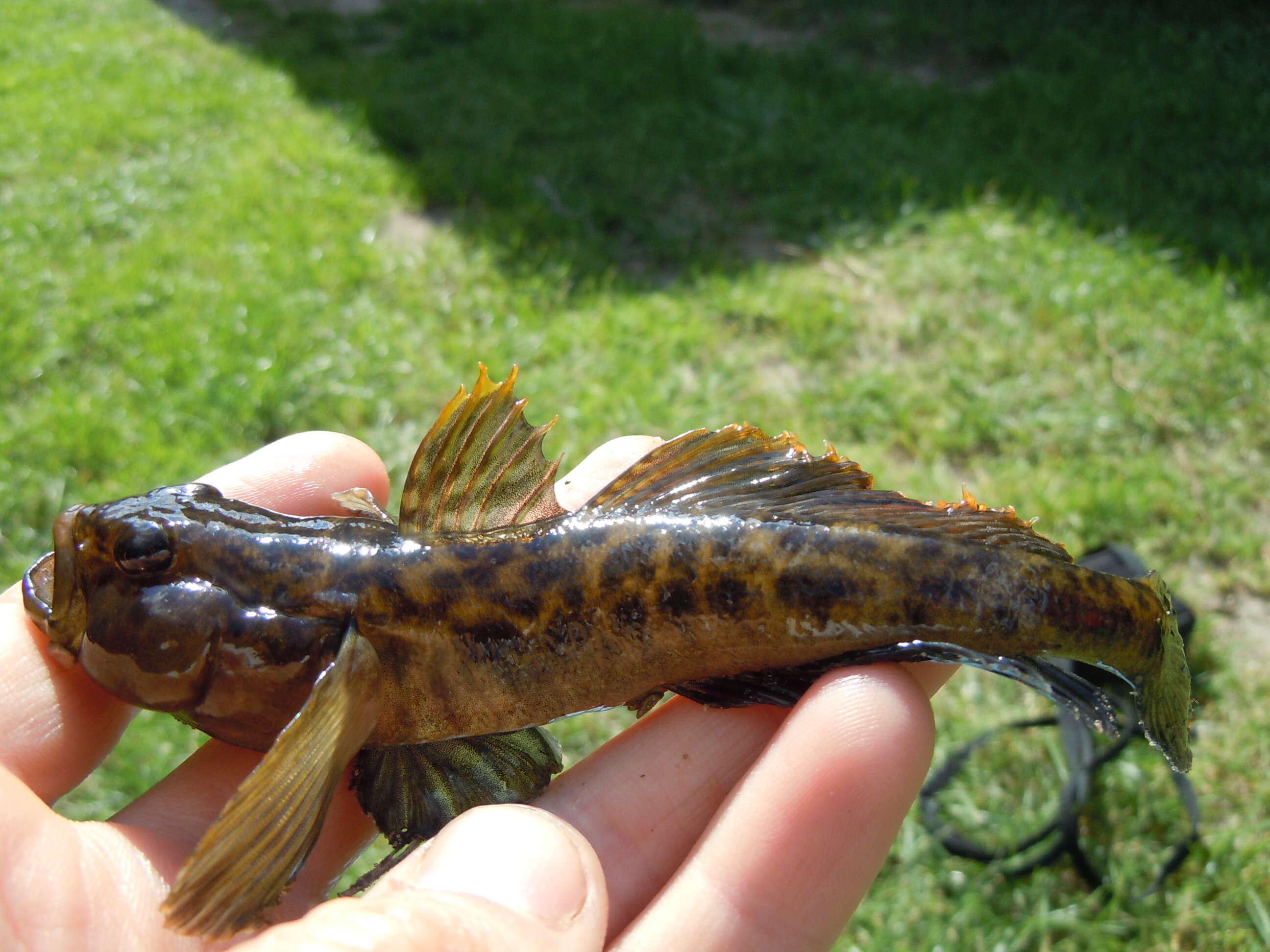 Image of monkey goby