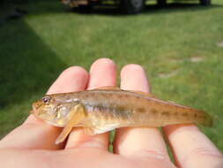 Image of monkey goby