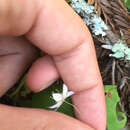 Image of Western Starflower