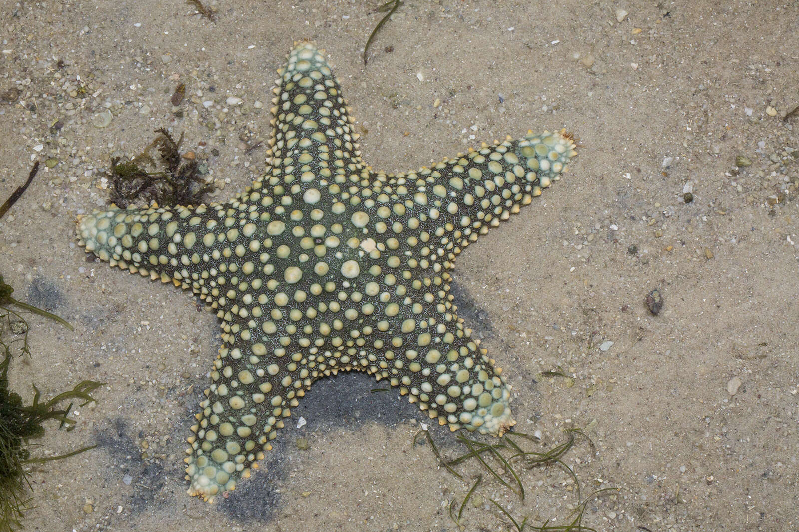 Image of Pentaceraster mammillatus (Audouin 1826)