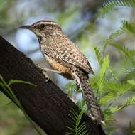 Image of Cactus Wren