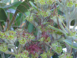 Image of Pohutukawa