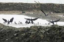 Image of Indian Cormorant