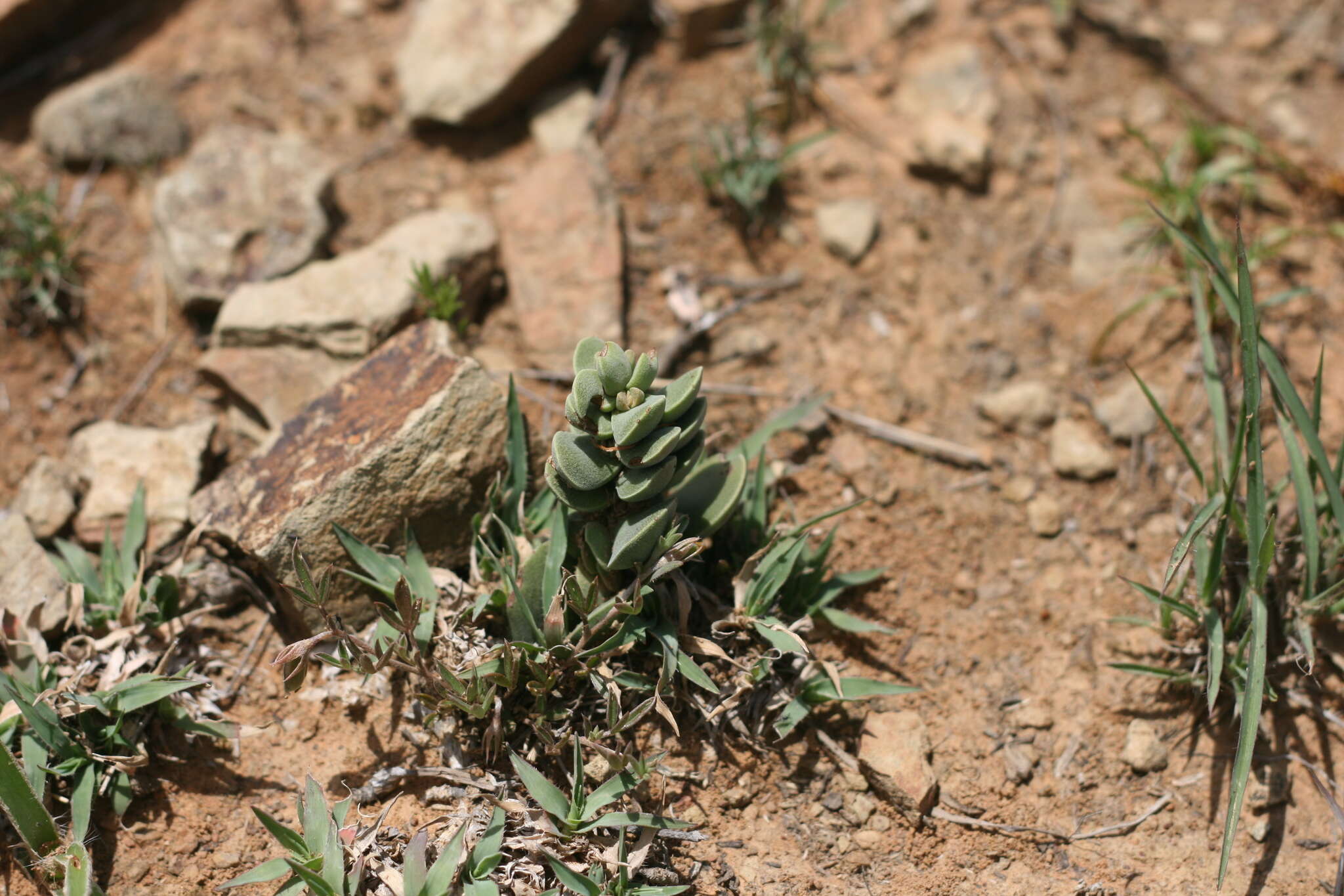 Image of Crassula decidua Schönl.