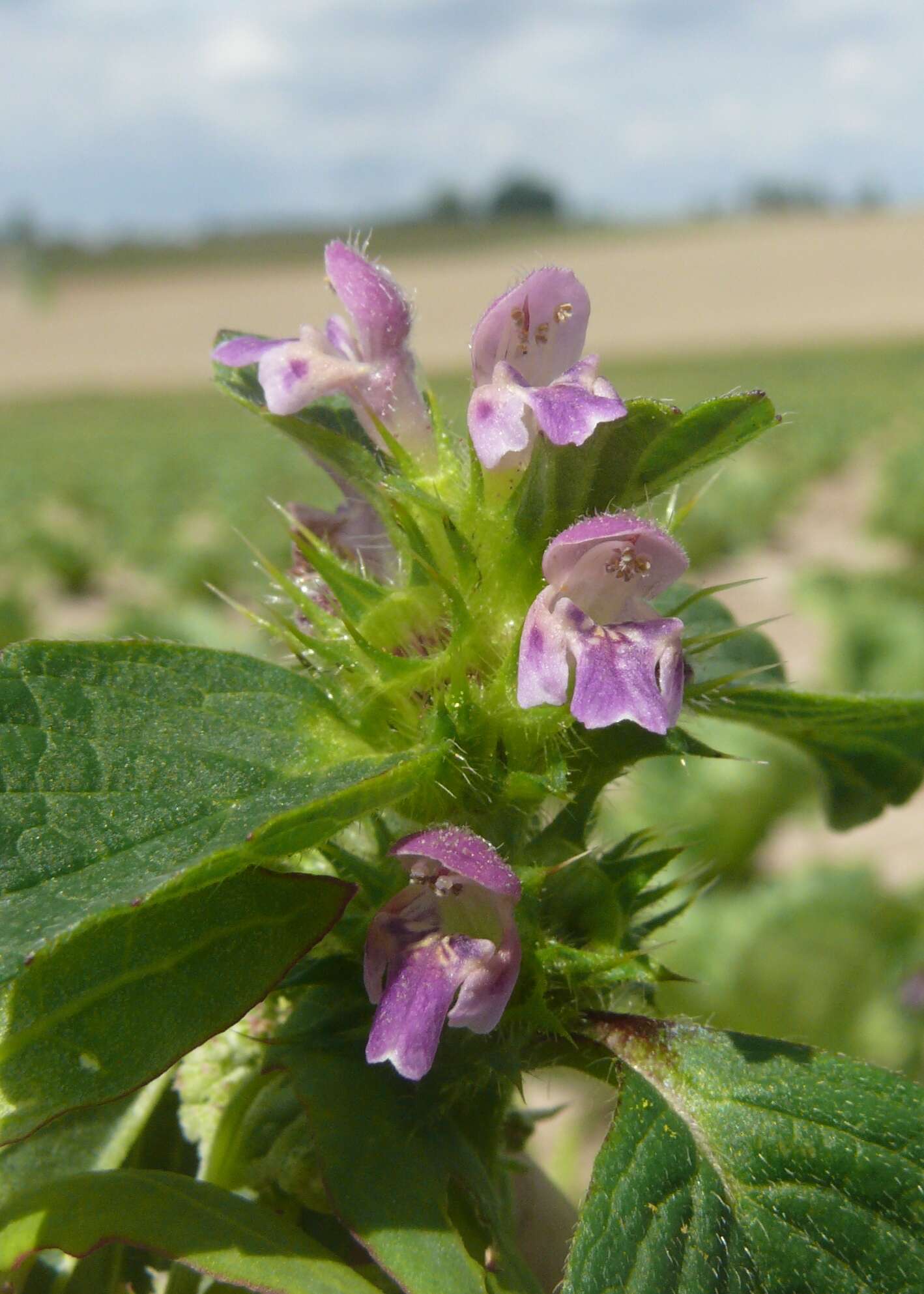 Image of lesser hemp-nettle