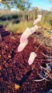 Image of Ptilotus calostachyus F. Müll.