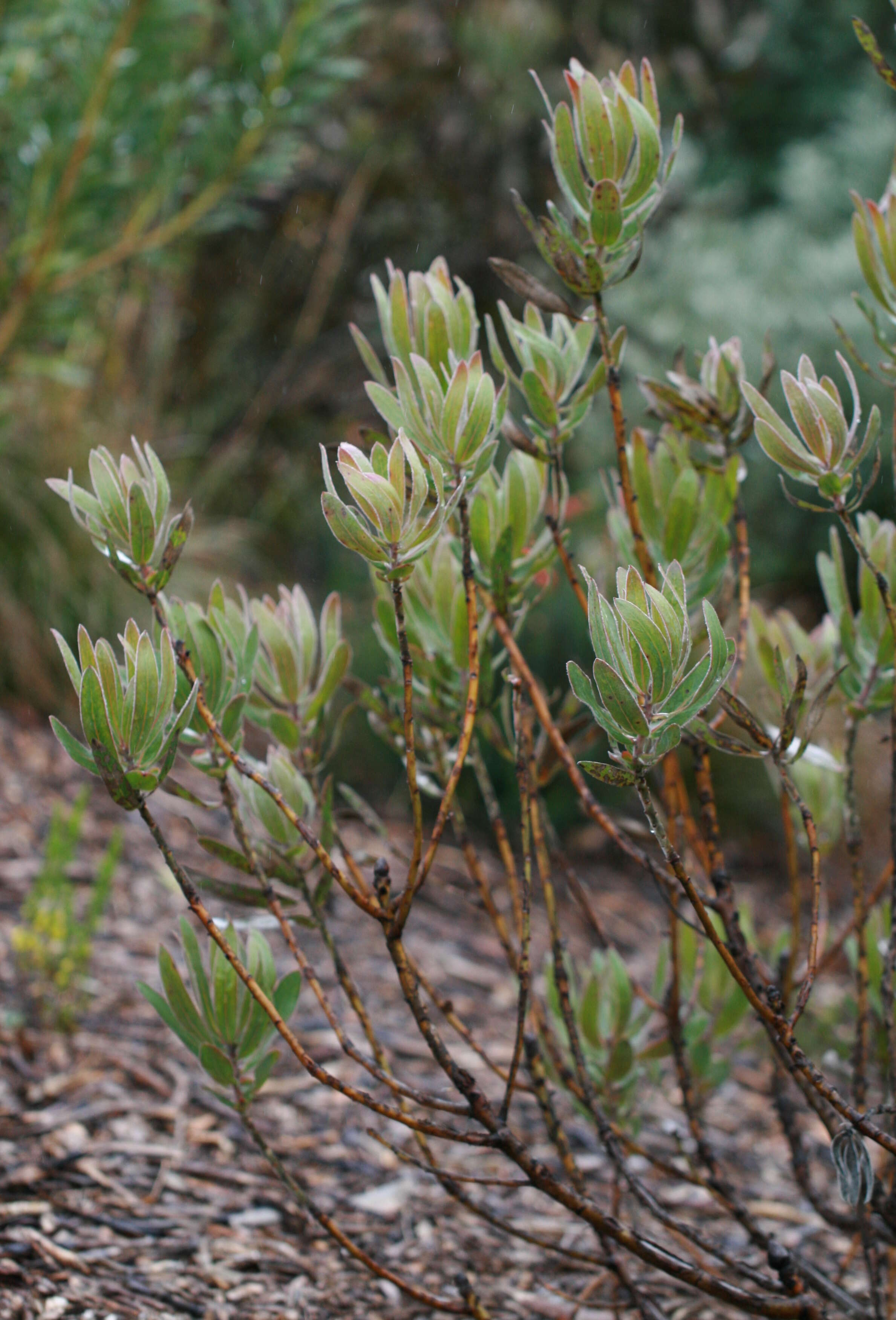 Image of Bot River protea