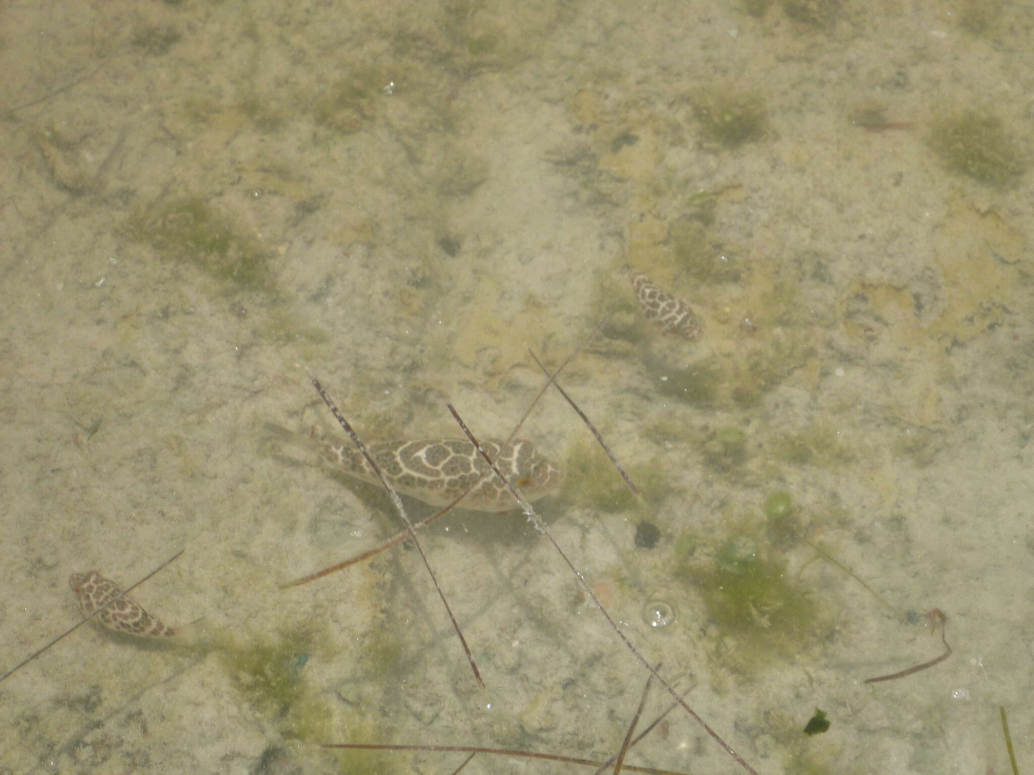 Image of Checkered Puffer