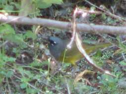 Image of MacGillivray's Warbler