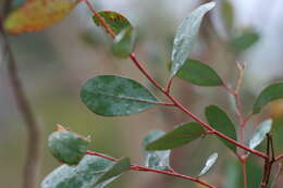 Image of Broad-leaved Sally