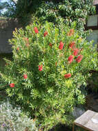 صورة Callistemon citrinus (Curtis) Skeels