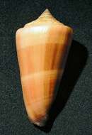 صورة Conus furvus Reeve 1843