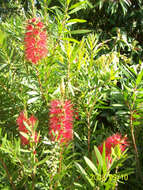 صورة Callistemon citrinus (Curtis) Skeels