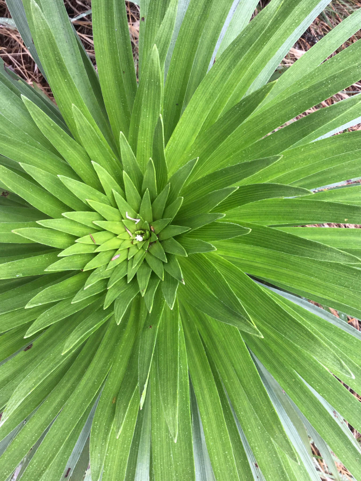 Слика од Argyroxiphium grayanum (Hillebr.) Deg.