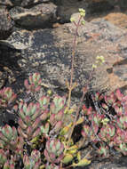 Image of Crassula atropurpurea var. muirii (Schönl.) G. D. Rowley