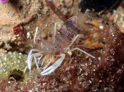 Image of shrimp retainer