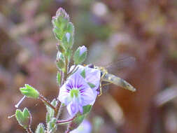 Image of Blue Water-speedwell