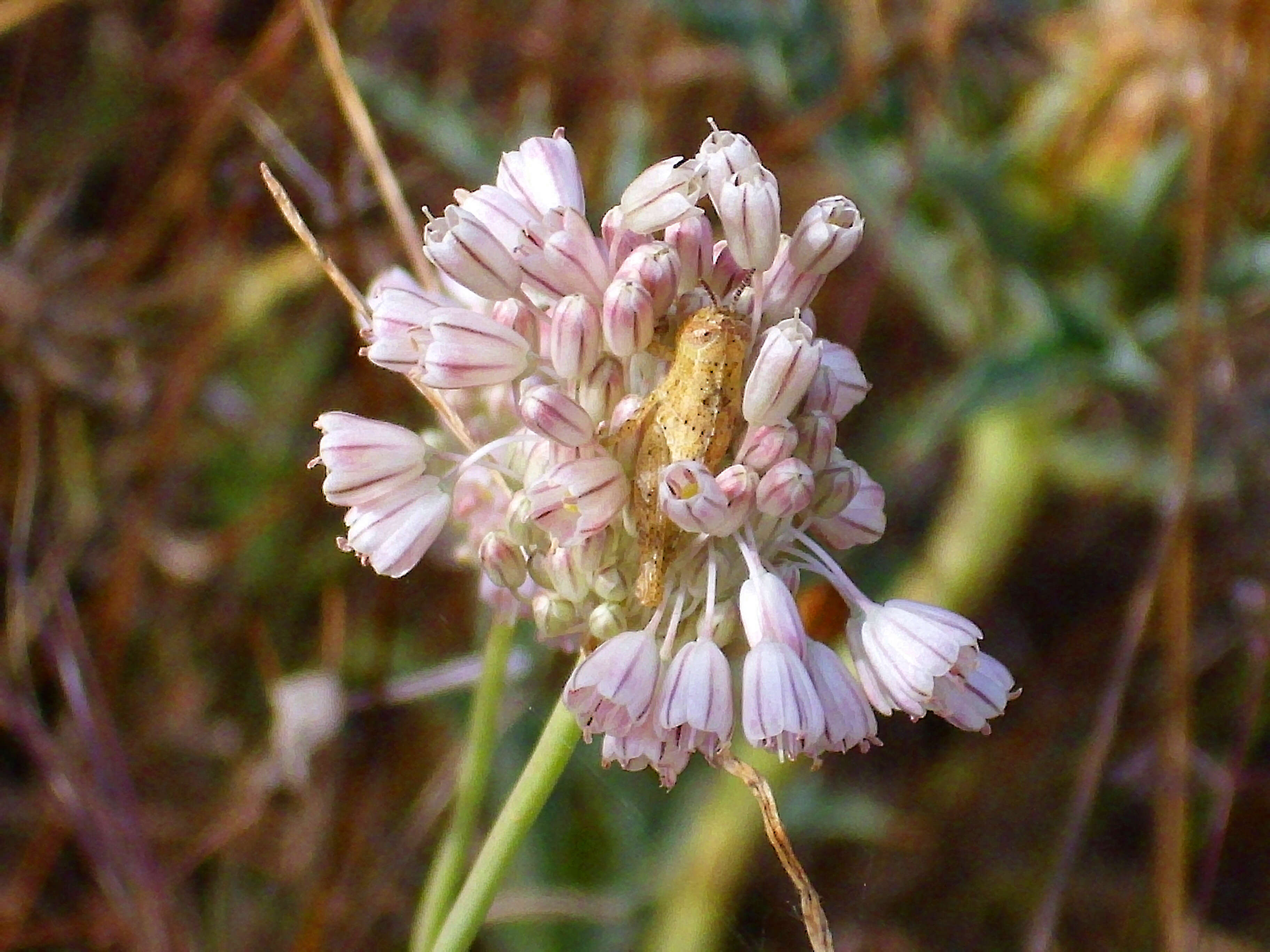 Image of Mediterranean onion