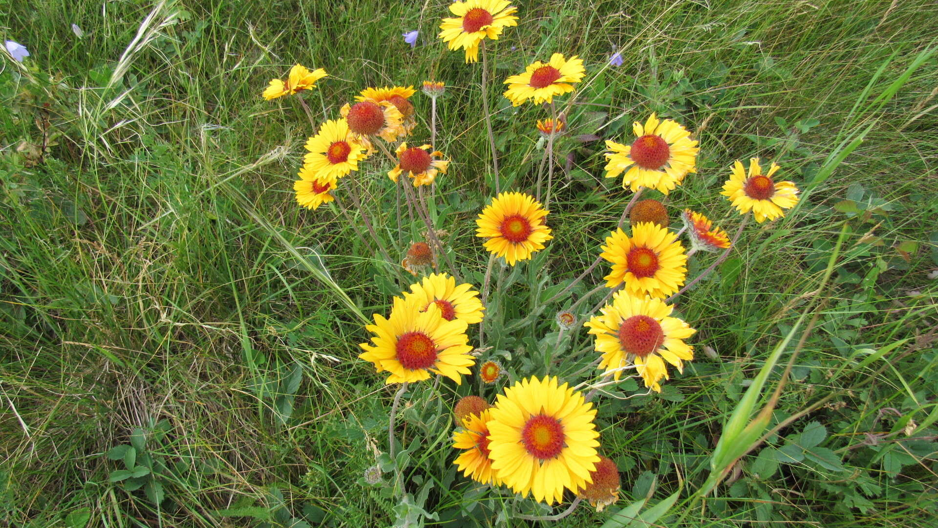 Plancia ëd Gaillardia aristata Pursh