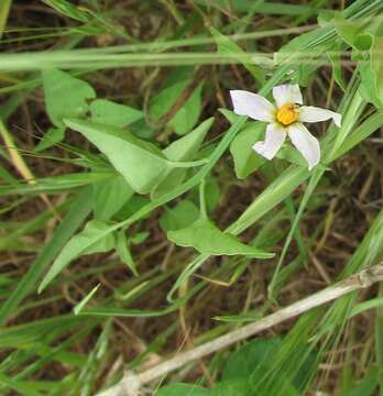 Image of Texas nightshade