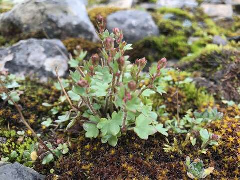 Imagem de Saxifraga rivularis L.