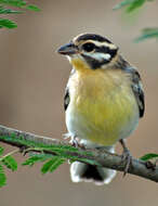 Imagem de Emberiza flaviventris Stephens 1815