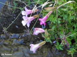 Image of Erythranthe lutea var. variegata (Lodd.) G. L. Nesom