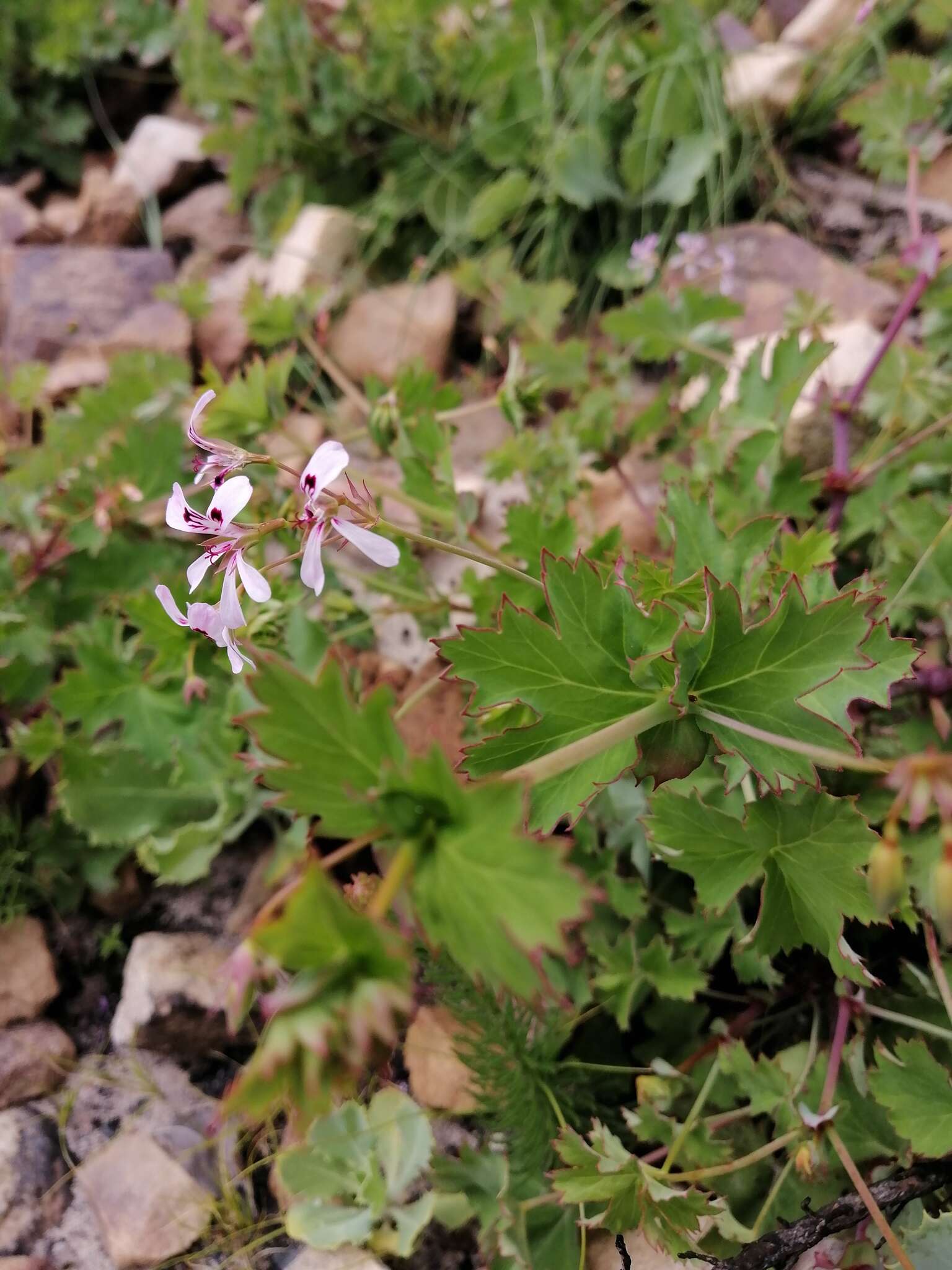 Image of Pelargonium patulum var. patulum