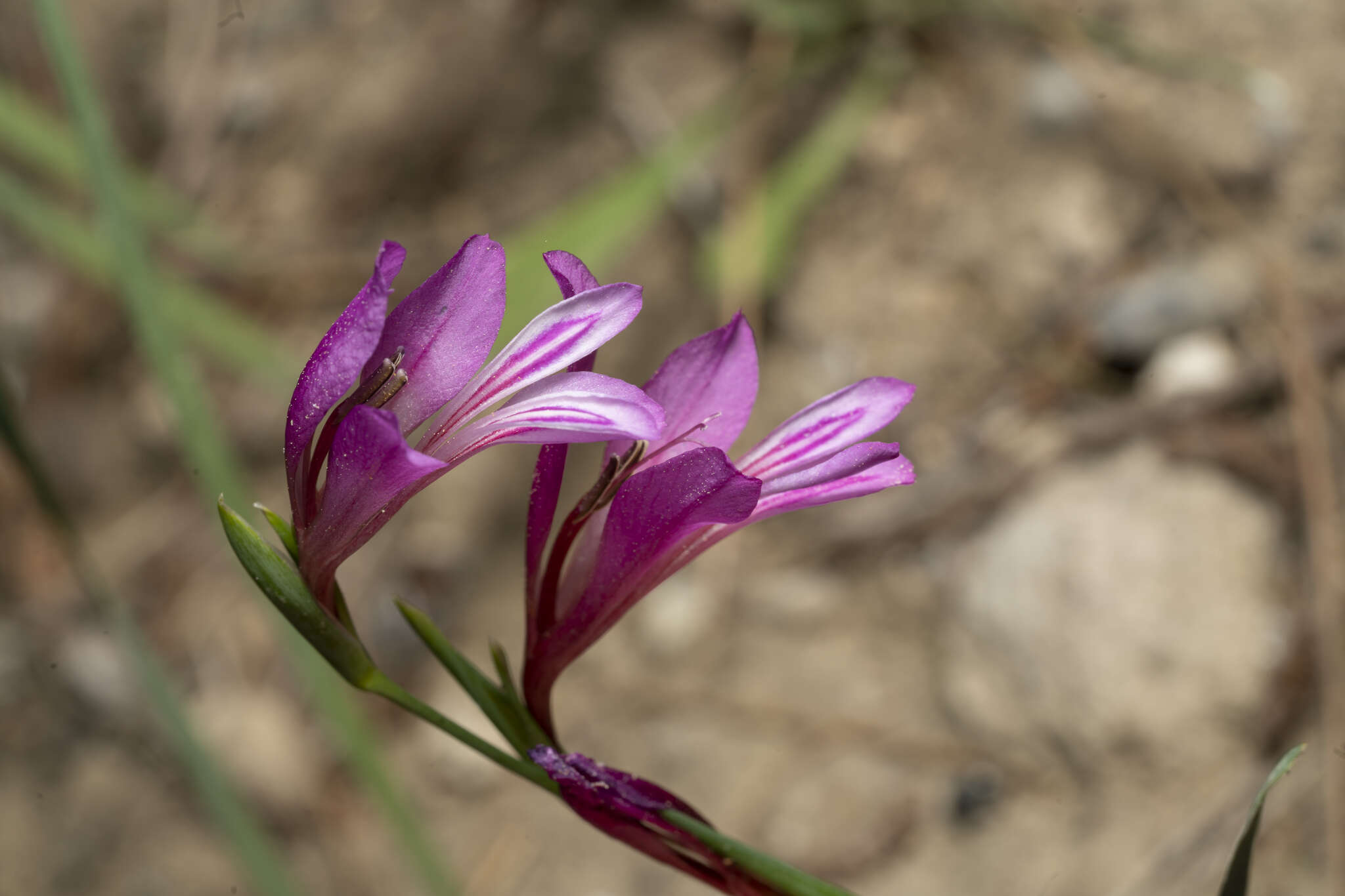 Imagem de Gladiolus anatolicus (Boiss.) Stapf