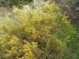 Plancia ëd Ulex australis subsp. welwitschianus