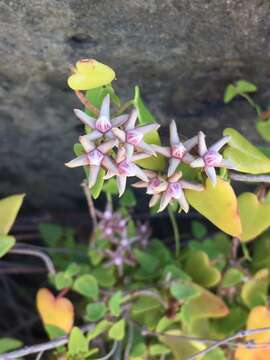 Image of Diplolepis boerhaviifolia (Hook. & Arn.) Liede & Rapini