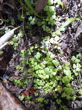 Imagem de Hydrocotyle tripartita R. Br. ex A. Rich.