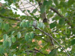Image of Ruby-throated Hummingbird