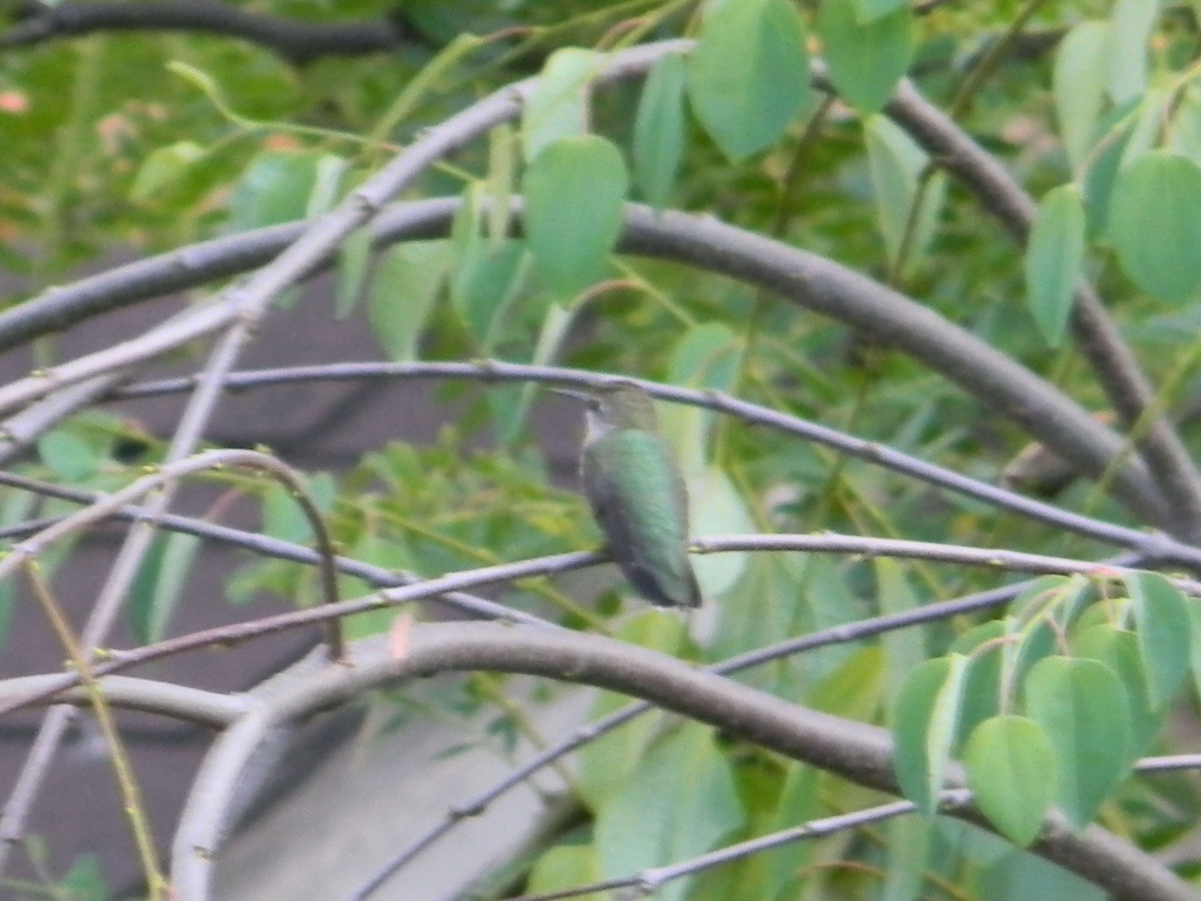 Image of Ruby-throated Hummingbird