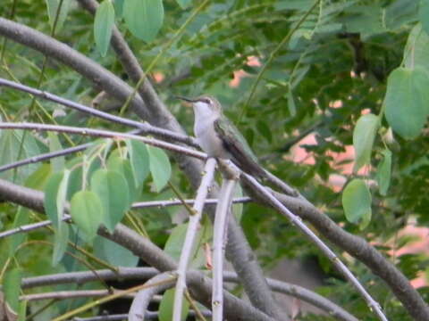 Image of Ruby-throated Hummingbird