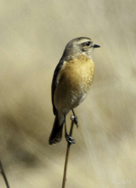 Image of African Stonechat