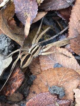 Image of Dotted Wolf Spider