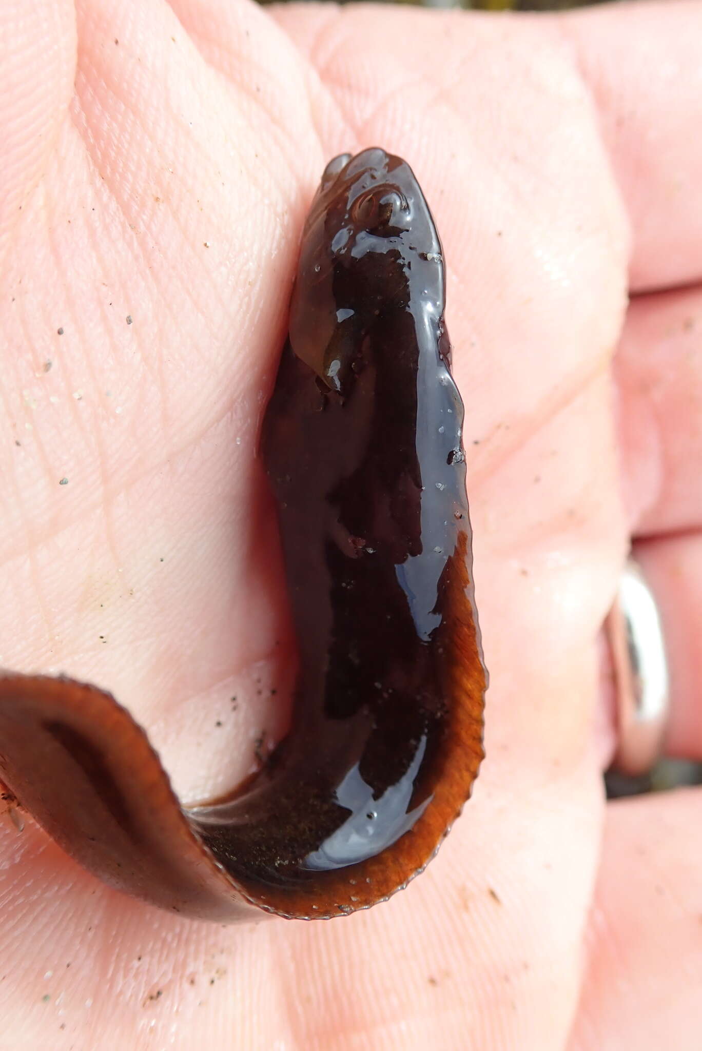 Image of Black blenny