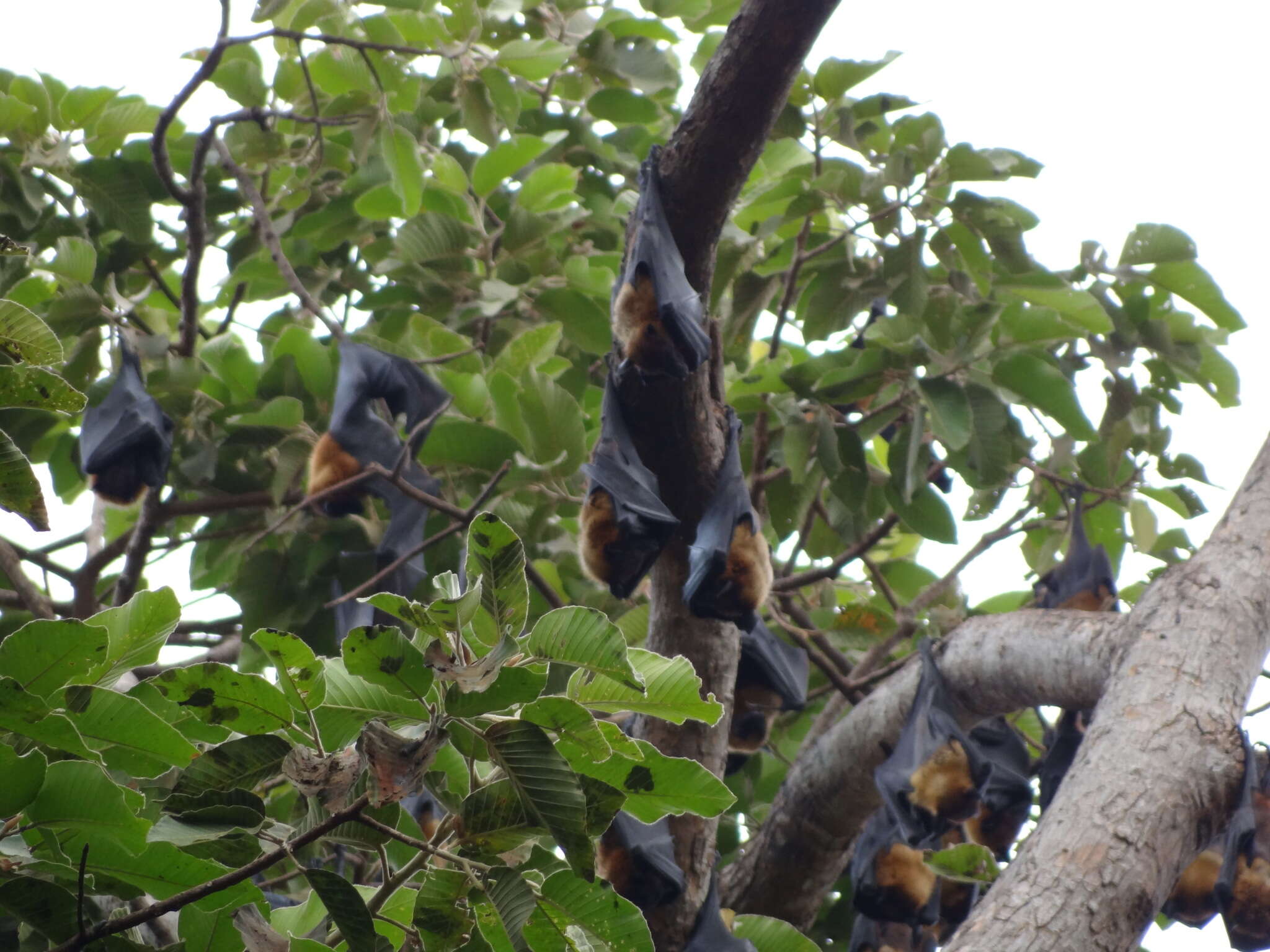 Image of Lyle's Flying Fox