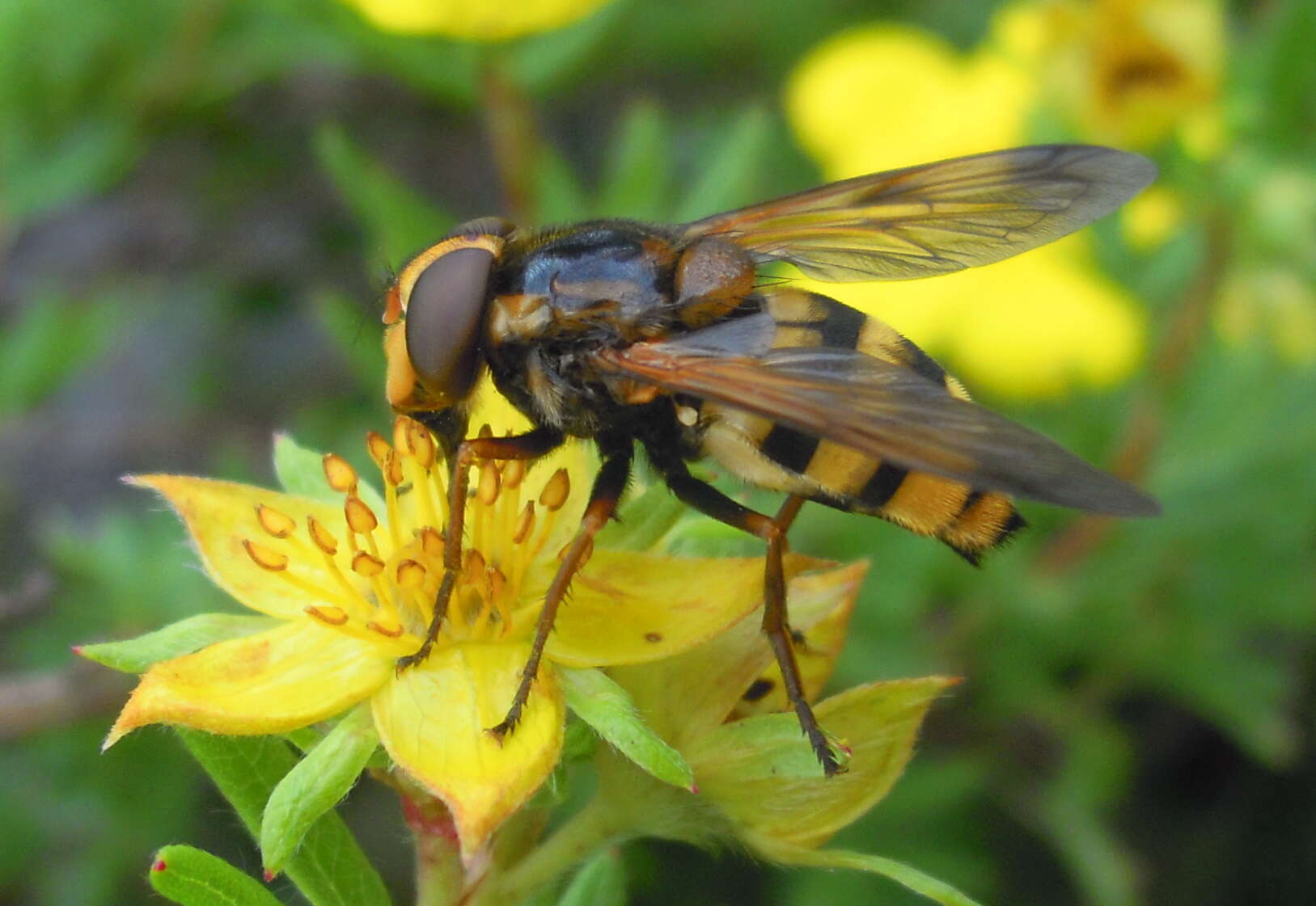 Image of lesser hornet hoverfly