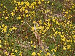 Image of charlock mustard