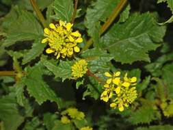 Image of charlock mustard