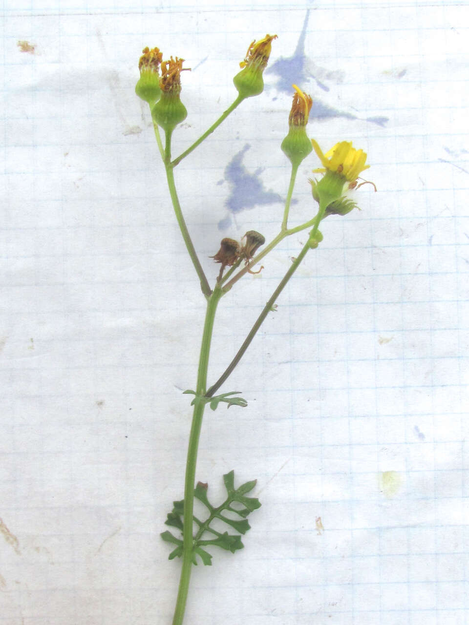 Image of Great Plains Groundsel