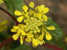 Image of charlock mustard