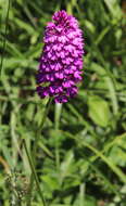 Image of Anacamptis pyramidalis var. pyramidalis