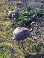 Image of Lesser Rhea