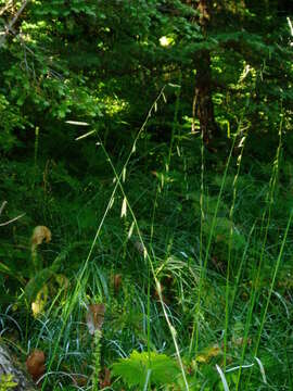 Plancia ëd Pleuropogon refractus (A. Gray) Benth. ex Vasey