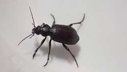 Image of Calosoma (Campalita) chlorostictum cognatum Chaudoir 1850